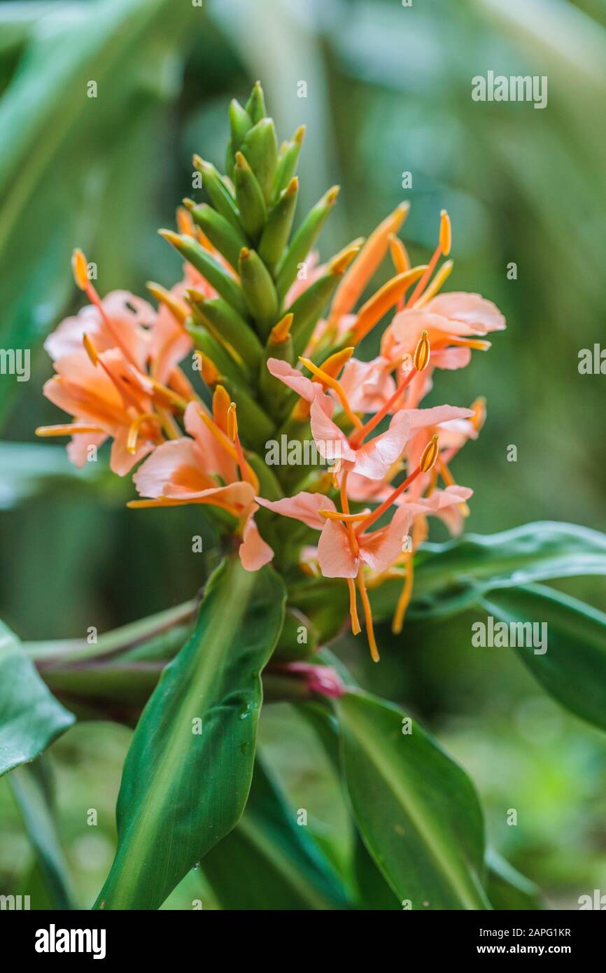 Hedychium 'Elisabeth' flower, a garden ginger resistant to cold. Stock Photo