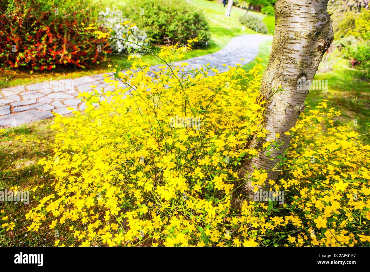 Japanese Rose Kerria japonica 'Golden Guinea' spring garden path April flowers Stock Photo