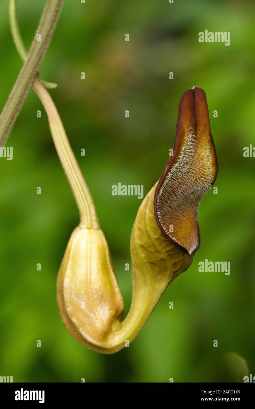 Florida Dutchman's pipe ((Aristolochia maxima) flower Stock Photo Alamy