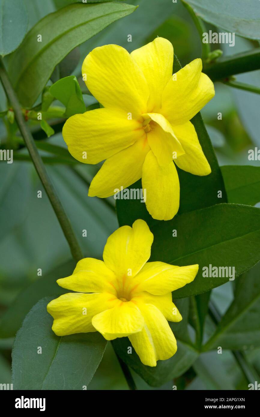 Jasminum primrose (Jasminum mesnyi) flowers Stock Photo