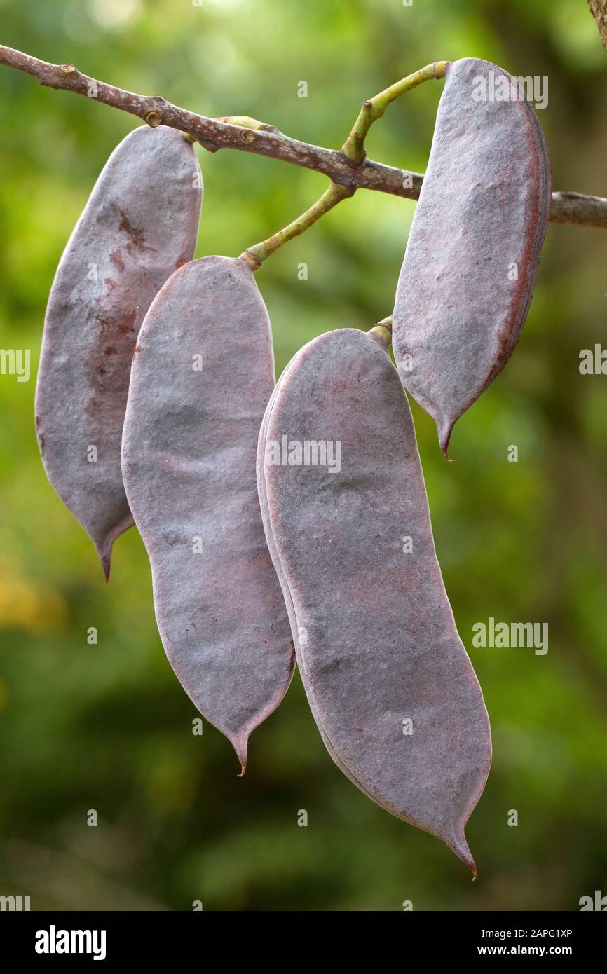 Kentucky coffeetree (Gymnocladus dioicus) pods Stock Photo