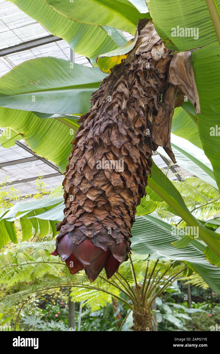 Abyssinian banana (Ensete ventricosum) Stock Photo