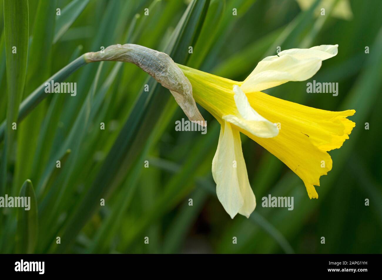 Wild daffodil (Narcissus pseudonarcissus) Stock Photo