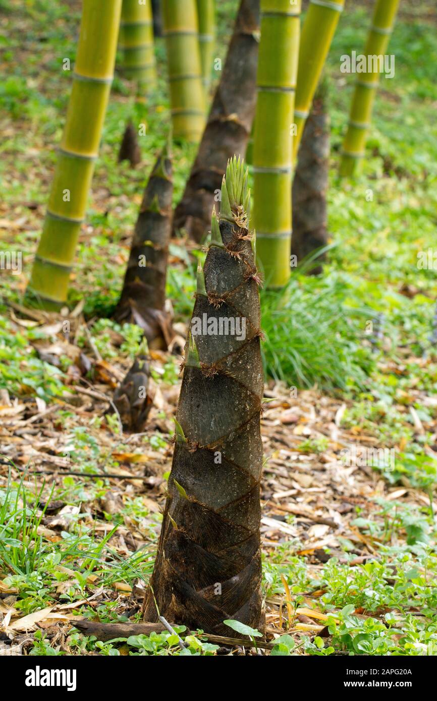 aranjament bambus Aranjament de bambus 3 nivele – Secret Garden Plant Shop