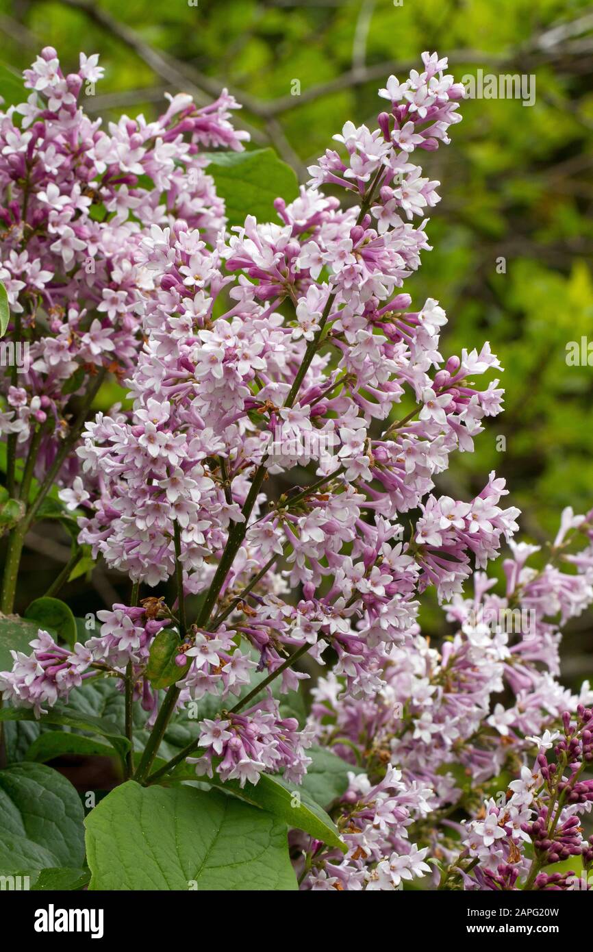Syringa Oleaceae Stock Photos Syringa Oleaceae Stock Images Alamy
