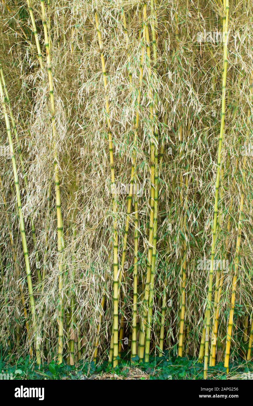 Chusquea bamboo (Chusquea gigantea) flowering before death Stock Photo