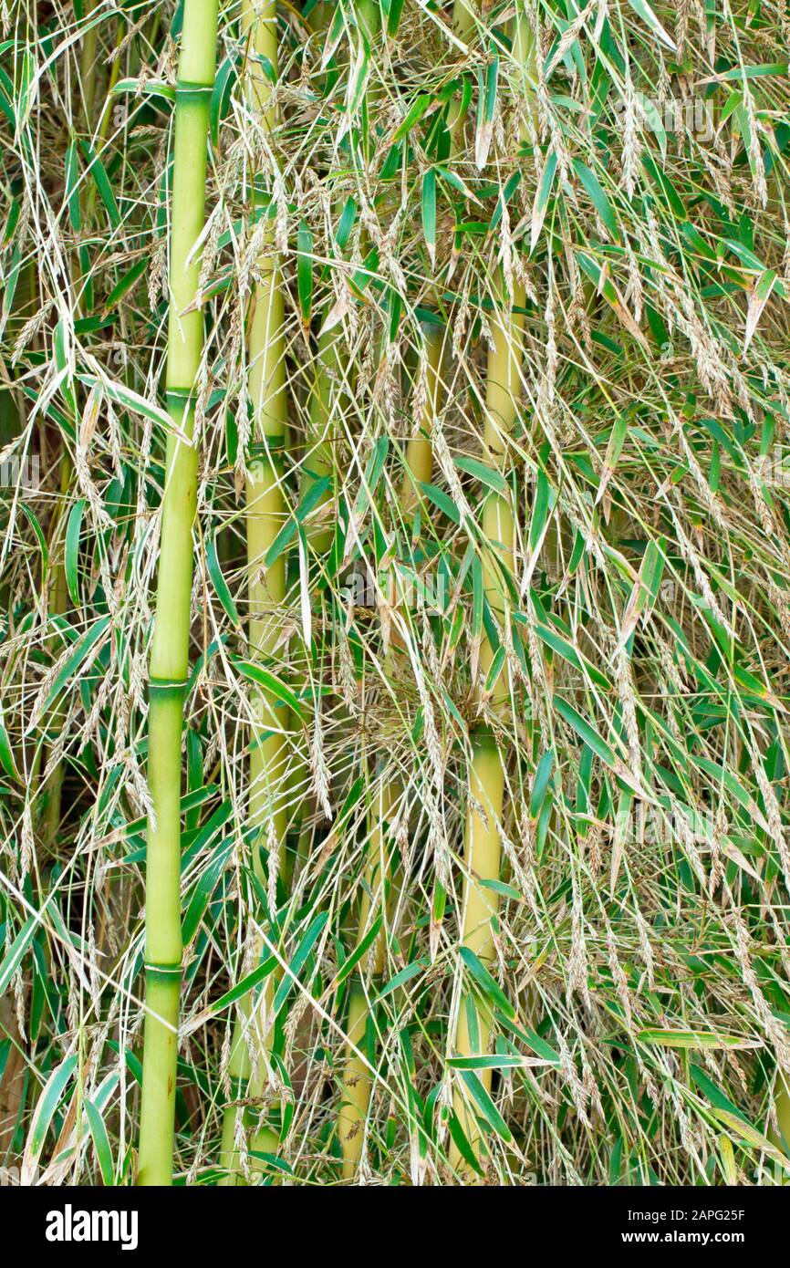 Chusquea bamboo chusquea gigantea hires stock photography and images