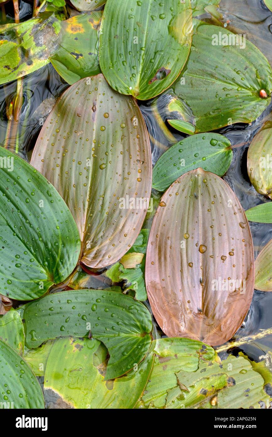 Bog pondwee (Potamogeton polygonifolius) leaves Stock Photo