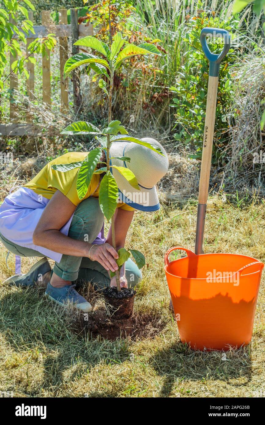 Woman planting a loquat (Eriobotrya japonica), in summer. Stock Photo