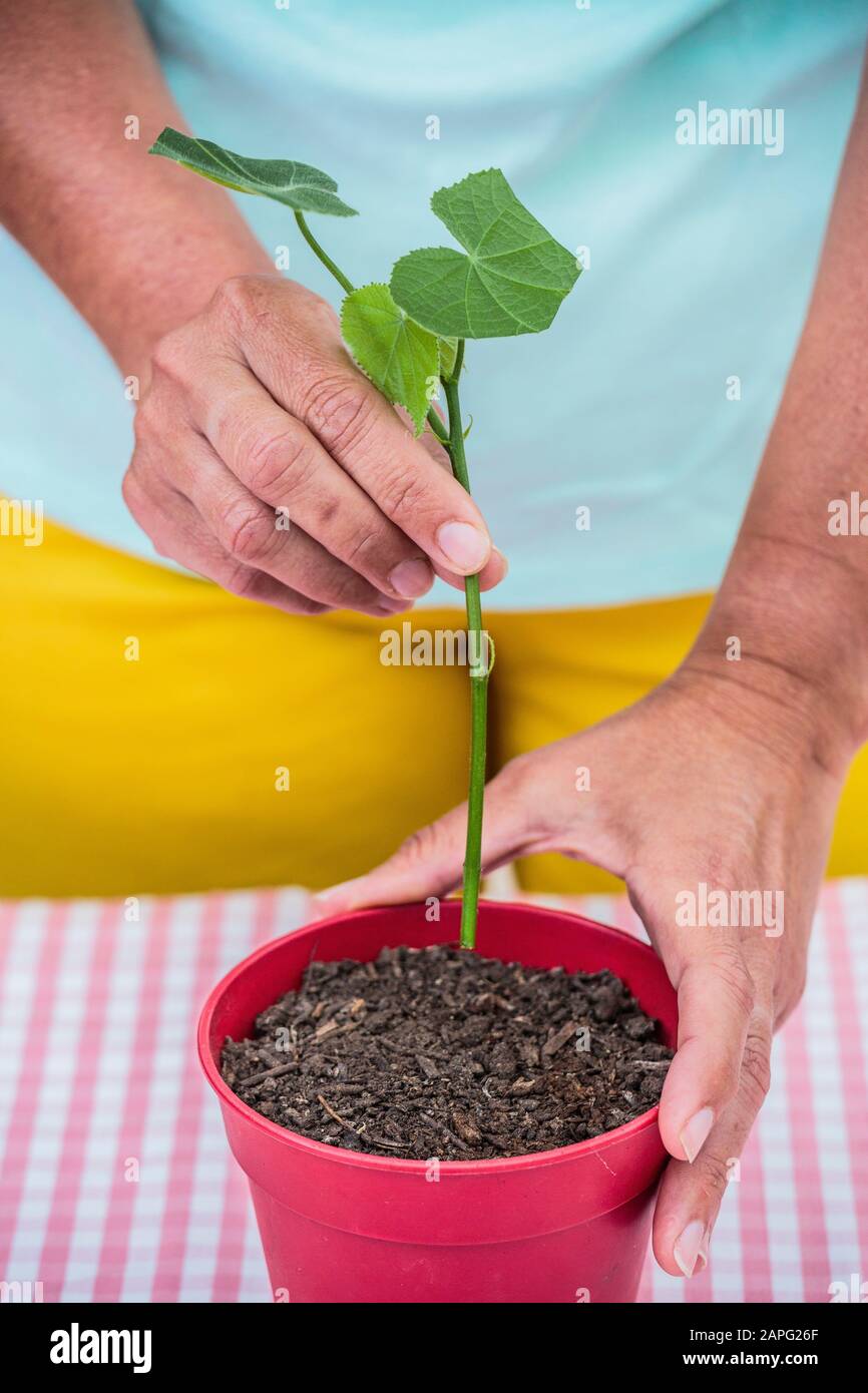 Cutting of an indoor shrub (Dombeya sp). Stock Photo