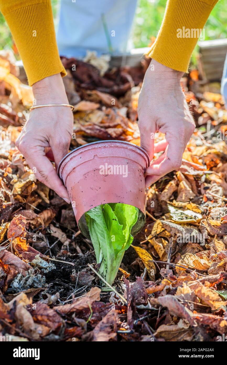 Protection of a plant of salad in culture on mulch: the plant is surrounded by a plastic pot of which one cut the bottom. Stock Photo