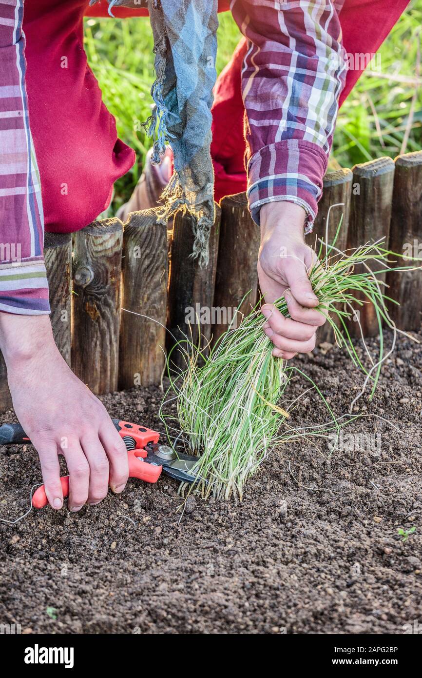 Souped Up Garden