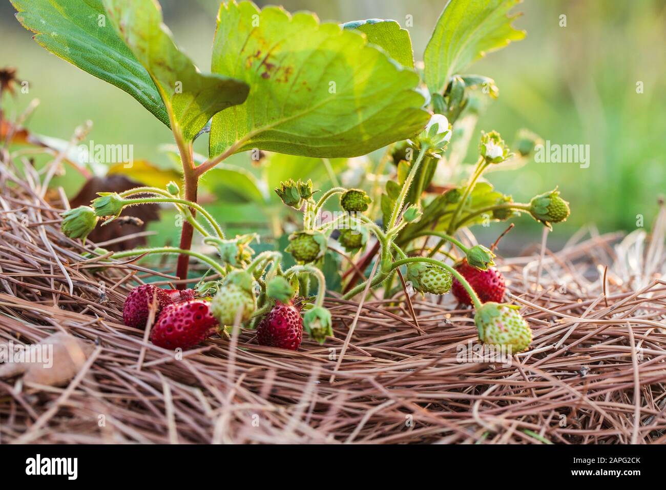 Strawberry with pine needles mulvh Stock Photo Alamy