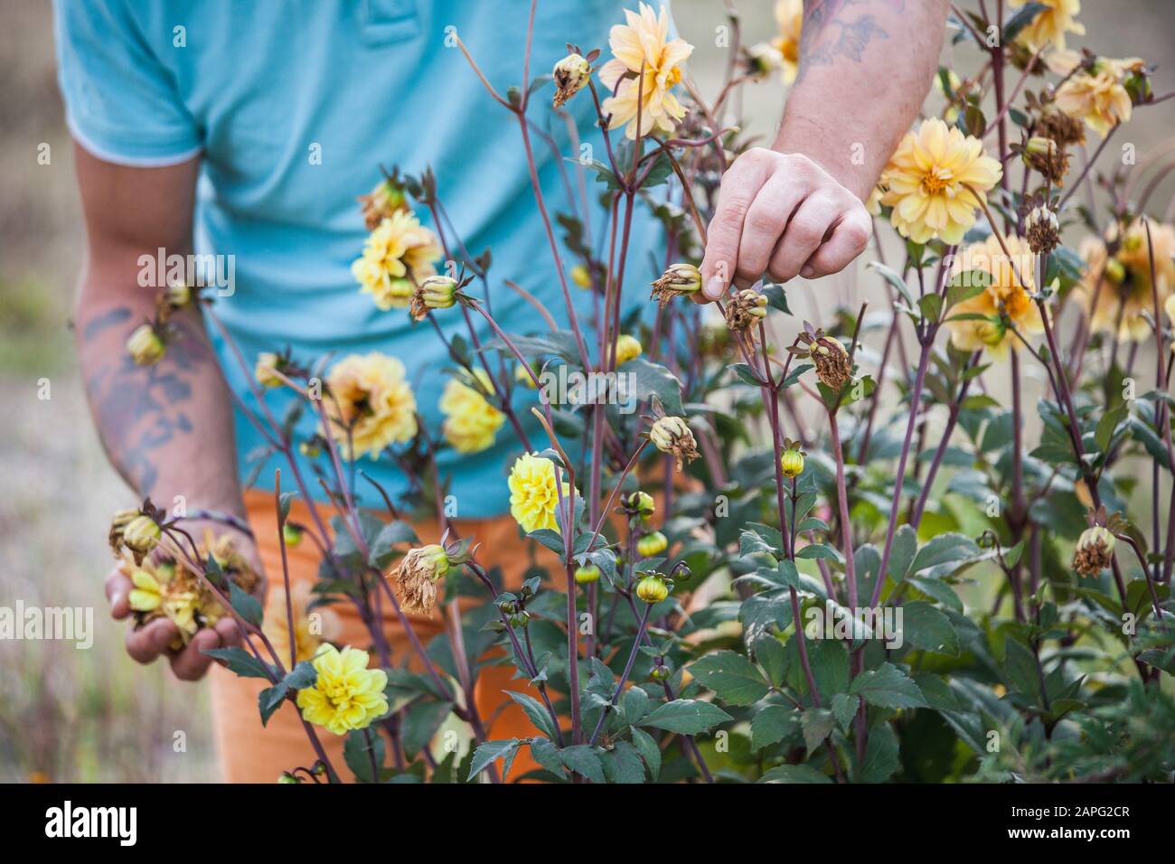 Man cleaning the faded flowers of a dahlia Stock Photo