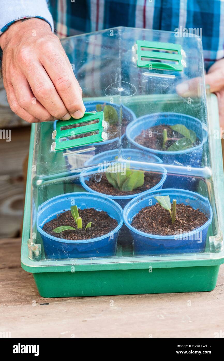 Horticultural Greenhouse High Resolution Stock Photography and Images Alamy