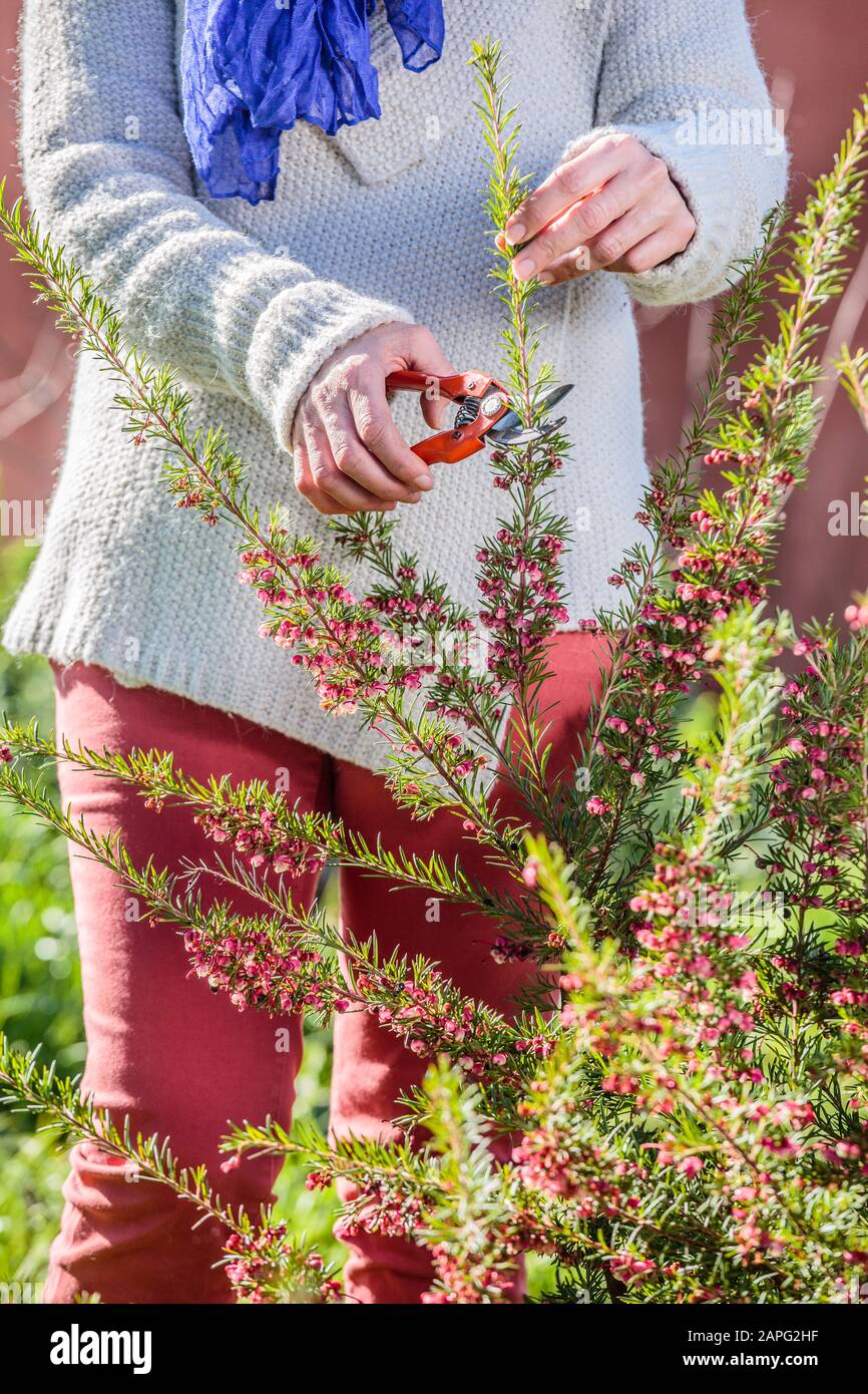 Woman pruning a Juniperleaf Grevillea (Grevillea juniperina) in late