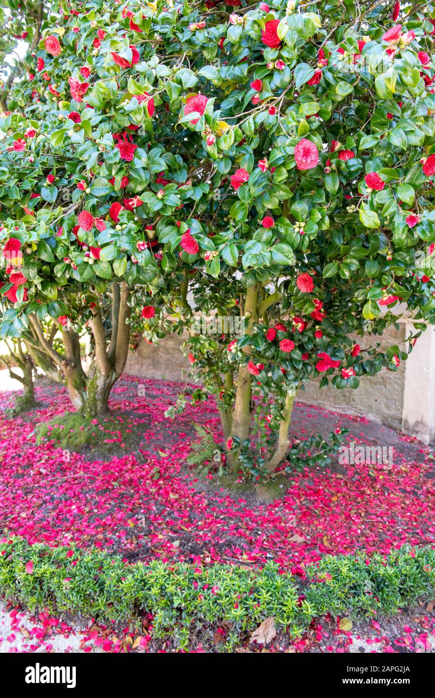 Japanese Camellia (Camellia japonica) in bloom in a garden, spring, Normandy, France Stock Photo