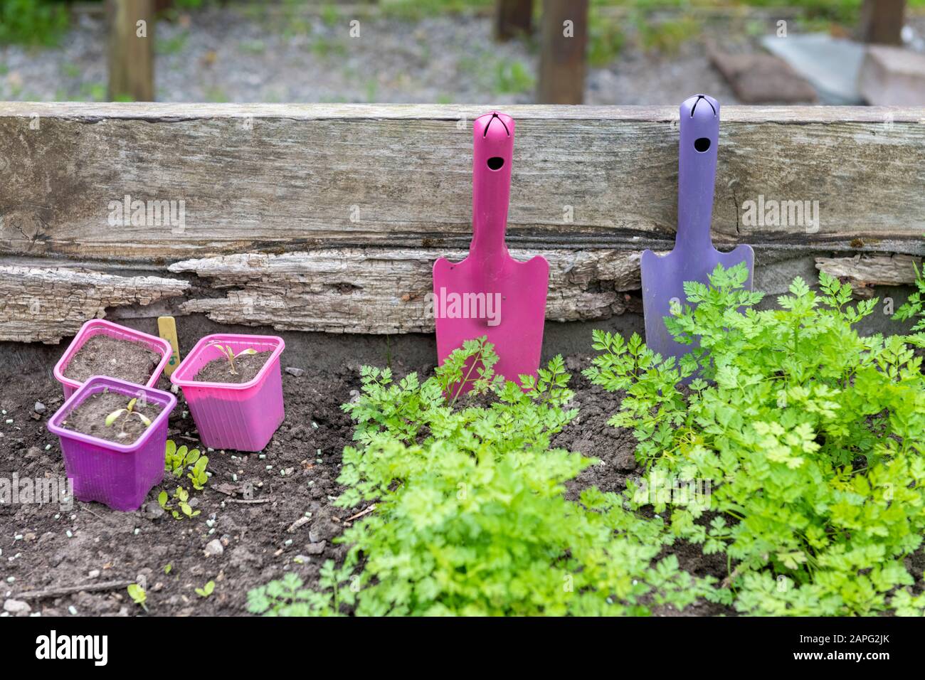 Flat parsley and flower buckets in a wooden tray in spring, Pas de Calais, France Stock Photo