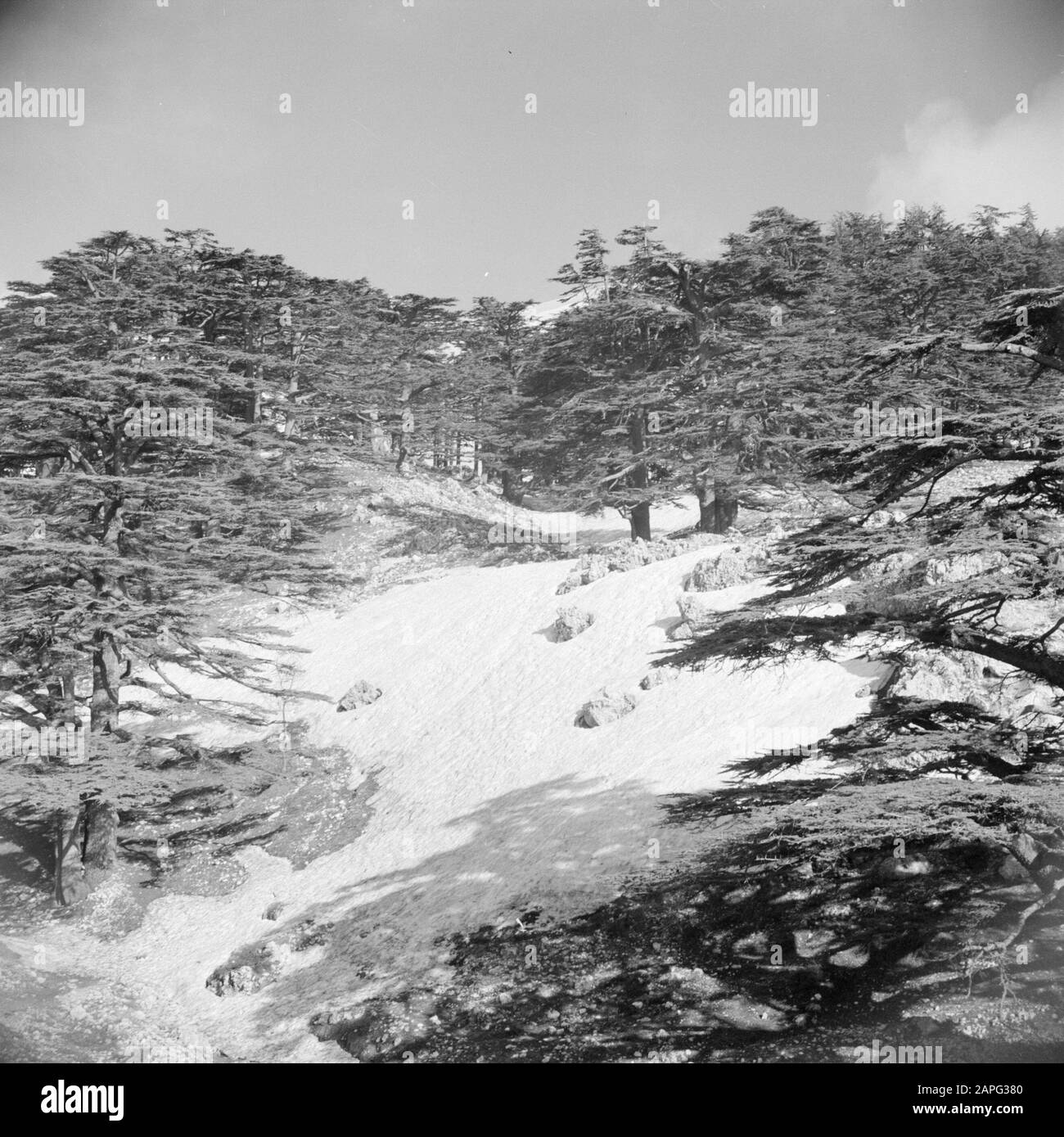 Cedar trees of lebanon Black and White Stock Photos & Images - Alamy