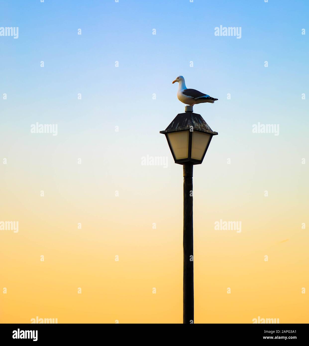 Seagull perch on a lamp at sunset Stock Photo