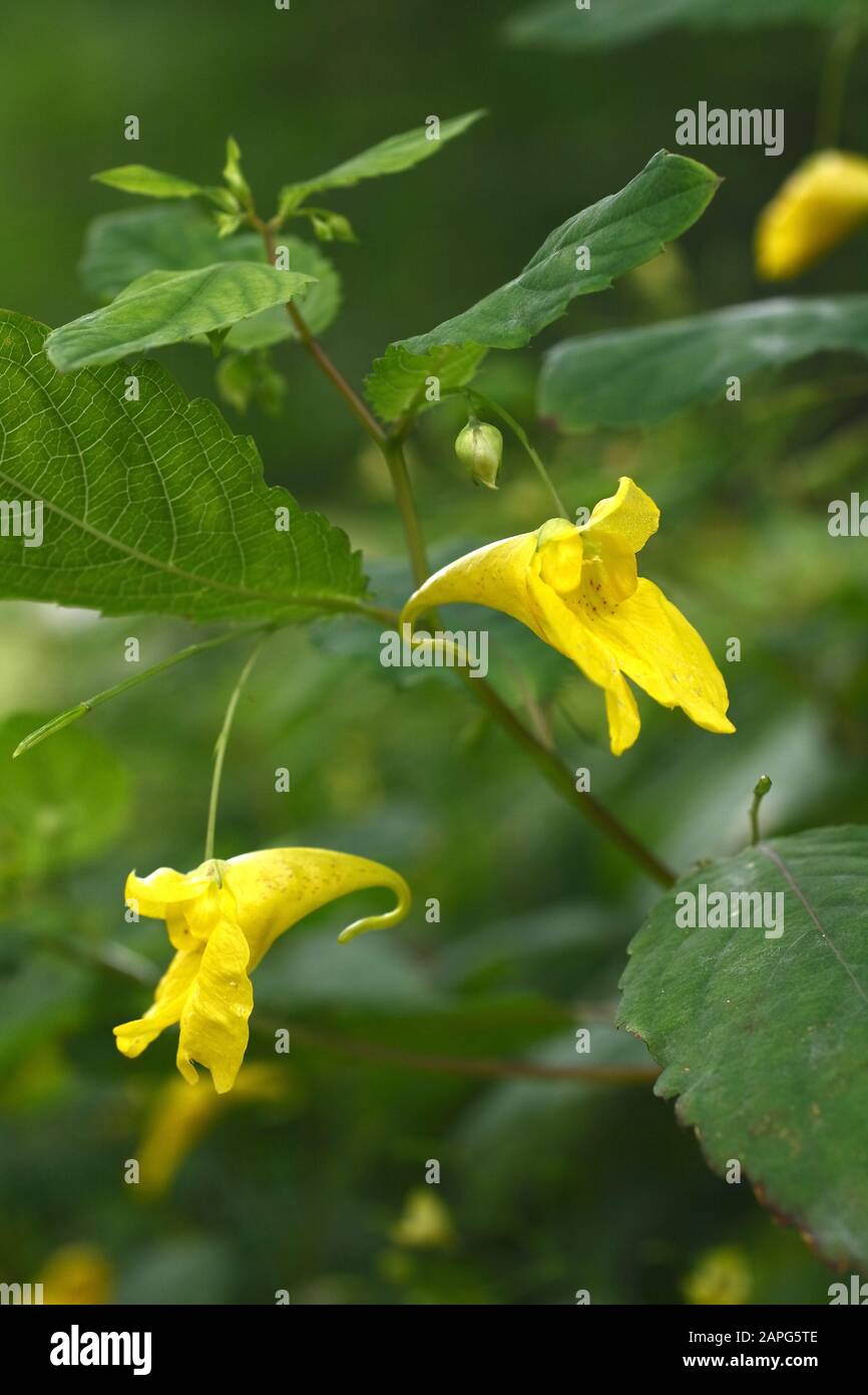 Wald- Springkraut, Impatiens noli- tangere Stock Photo