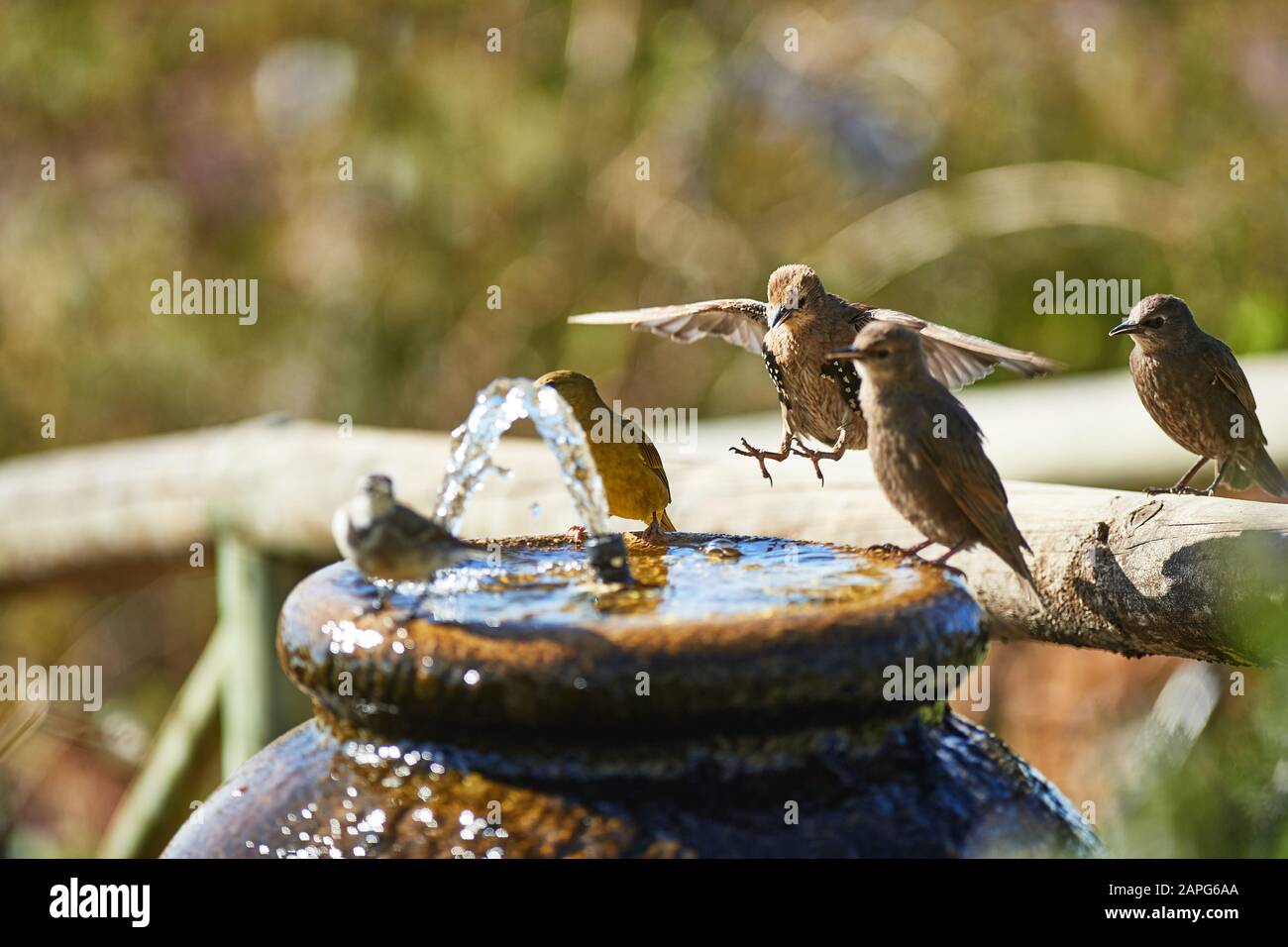 Baby common Starlings in water fountain Stock Photo Alamy