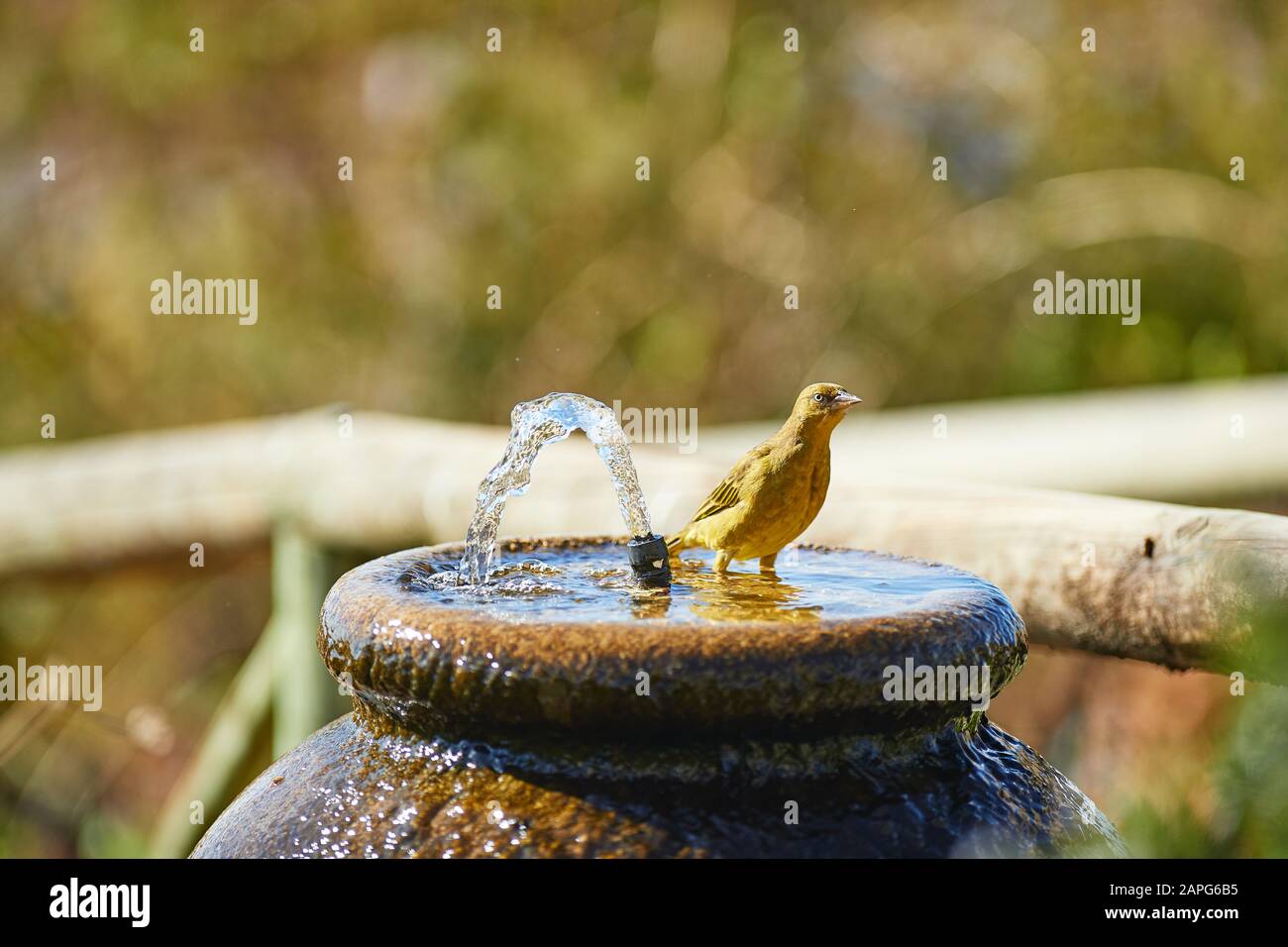 Cape Weaver Bird bathing in Water fountain Stock Photo Alamy