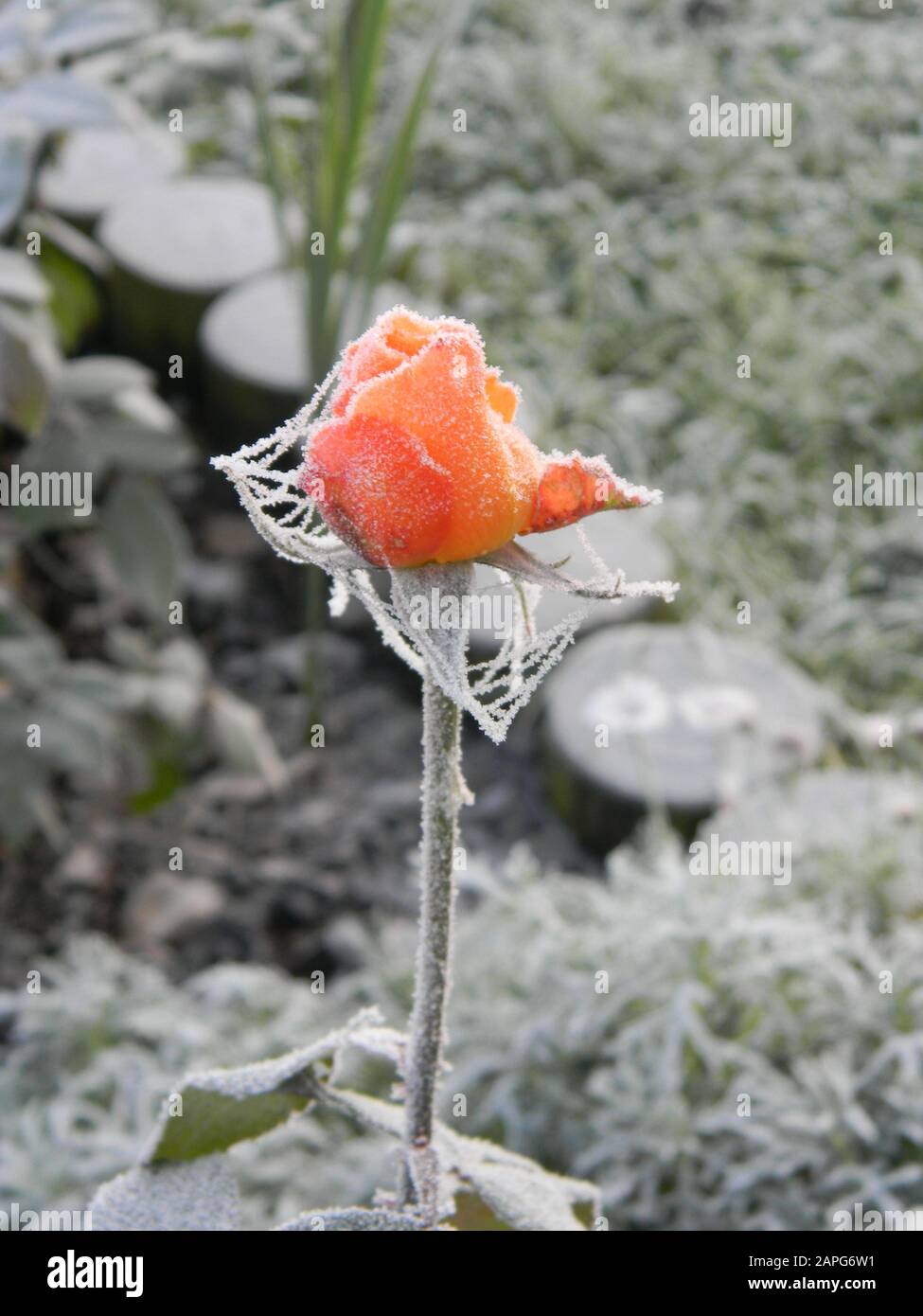 Close up of frozen rosebud, covered in frost, frozen cob web, frozen foliage, frozen lawn, garden poles in the background Stock Photo
