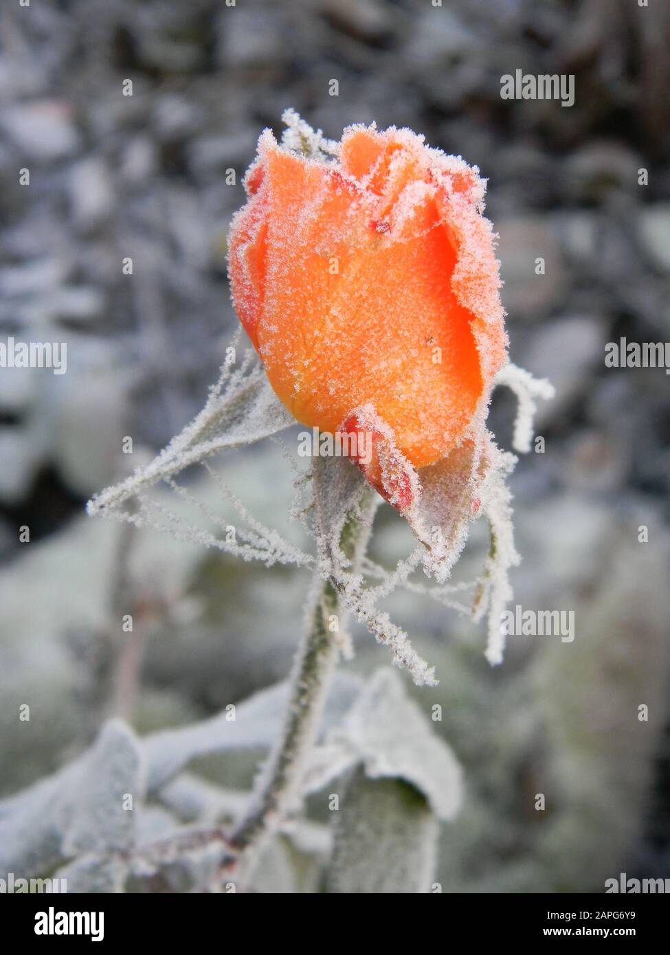 Close up of frozen rosebud, covered in frost, frozen cob web Stock Photo