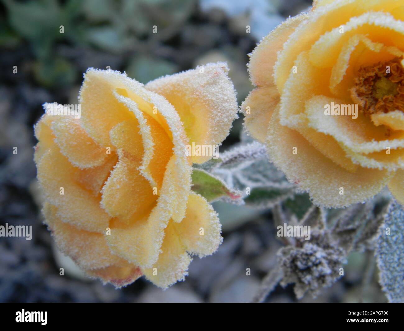 Ground cover roses hires stock photography and images Alamy