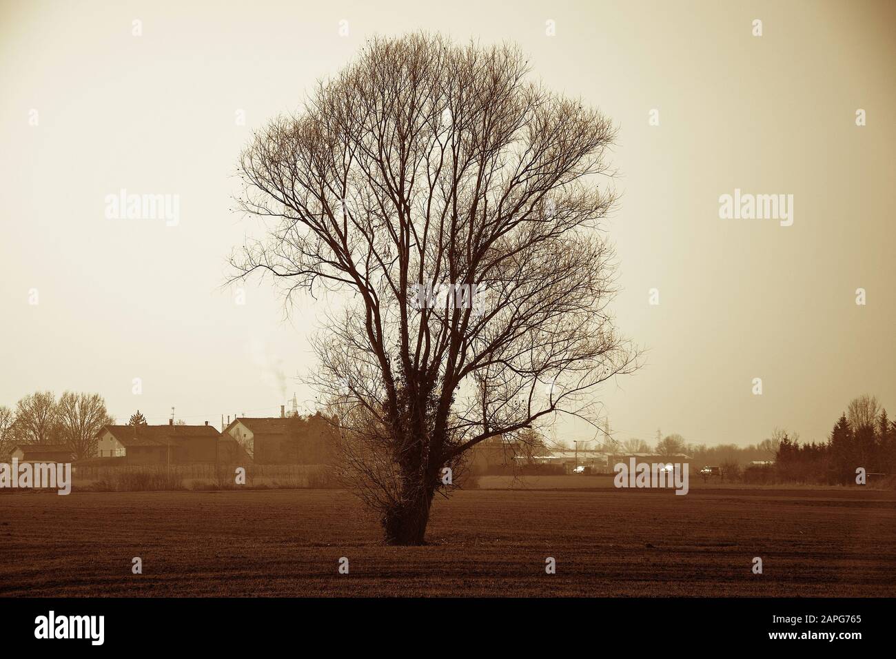 Large tree in the middle of a field, with cars going in the background Stock Photo