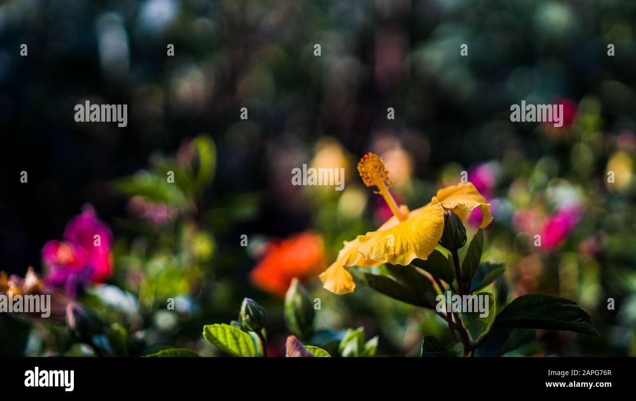Jasud flower hires stock photography and images Alamy