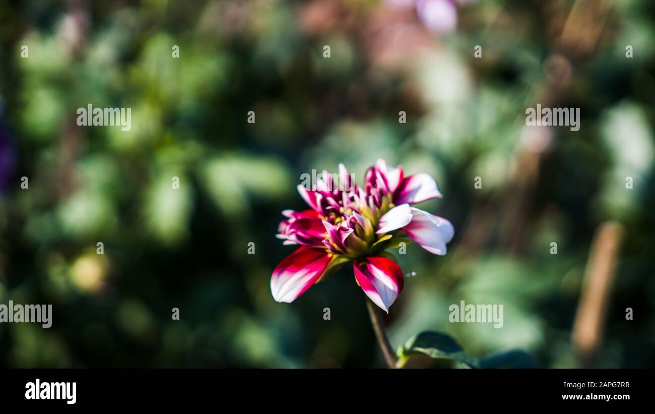Beautiful flower of Dahlia Plant. Dahlia is a genus of bushy, tuberous ...