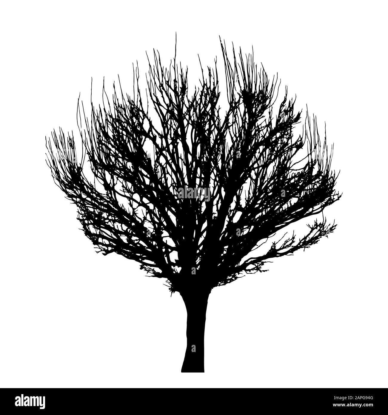 Tree silhouette isolated on white background vector Stock Vector Image ...