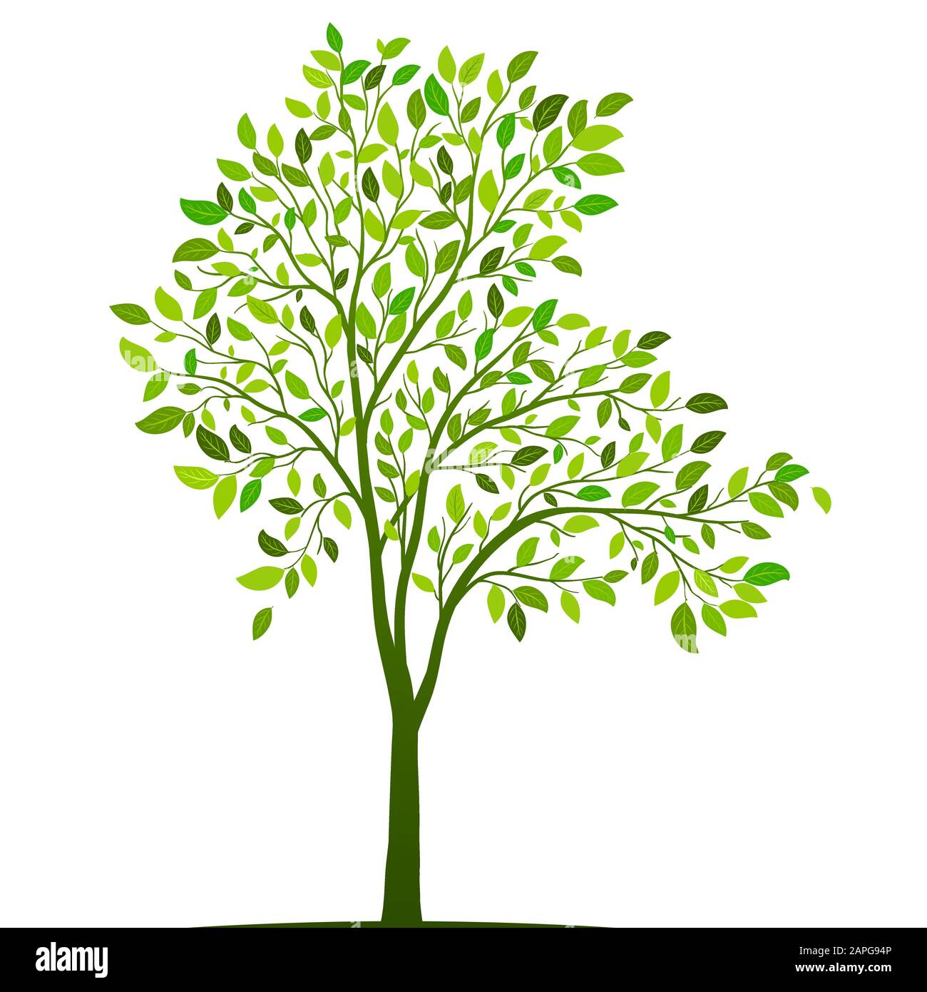 Green tree with leaves on white background vector Stock Vector Image ...