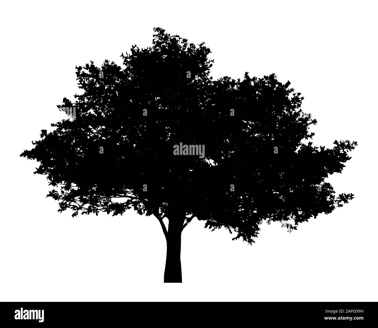 Tree with leaves silhouette isolate on white background vector Stock ...