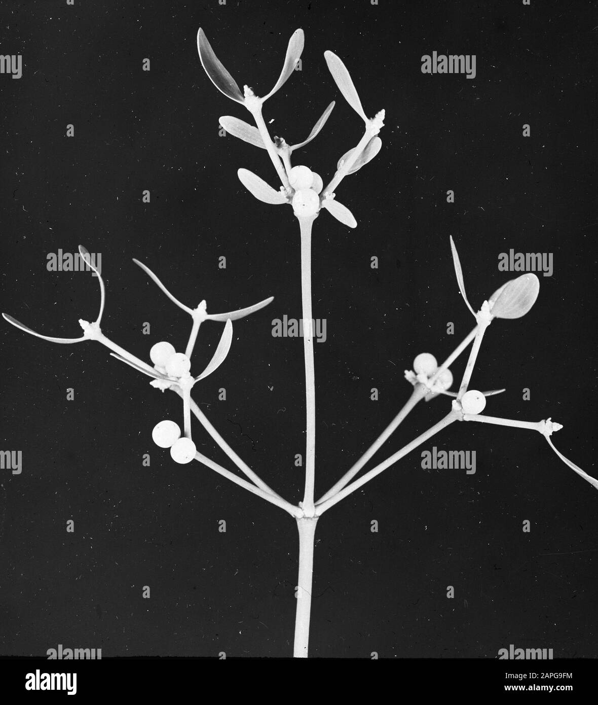 Glue image Black and White Stock Photos & Images Alamy