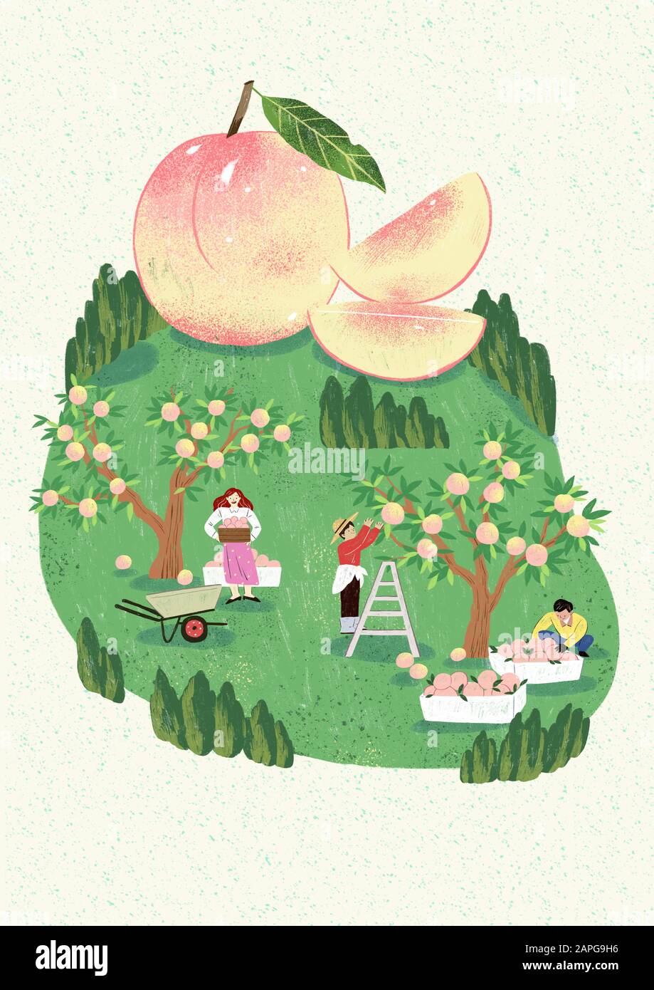 Cultivation groves Stock Vector Images Alamy