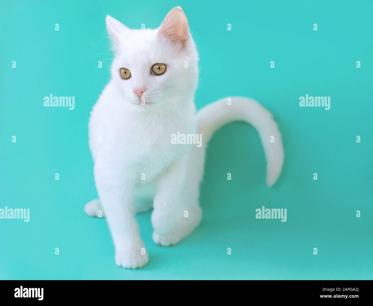 Cute sweet curious white kitty cat on menthol color background. Friend, pet, allergy, loneliness concept Stock Photo
