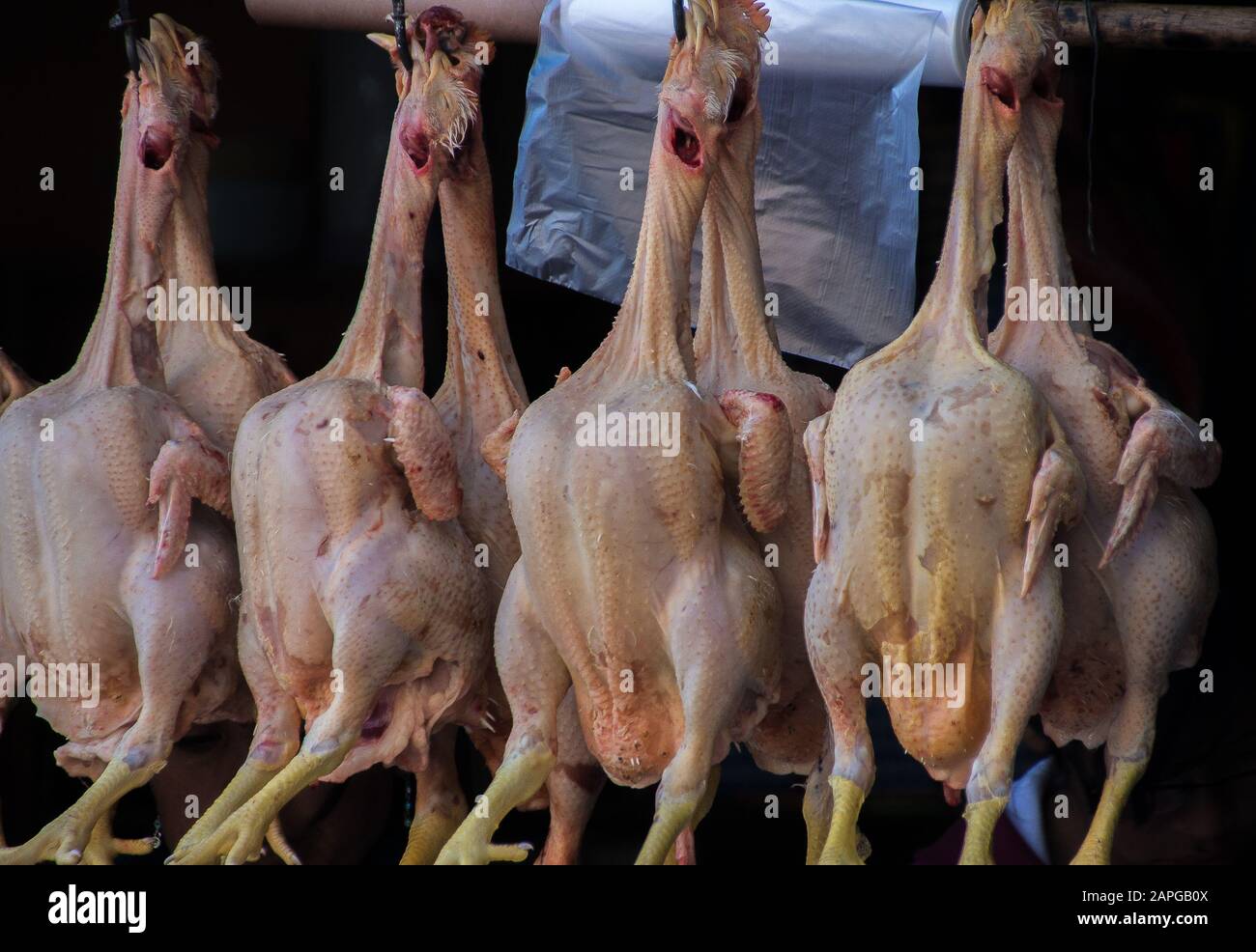 Premium Photo  Chicken hanging from hooks in a meat factory