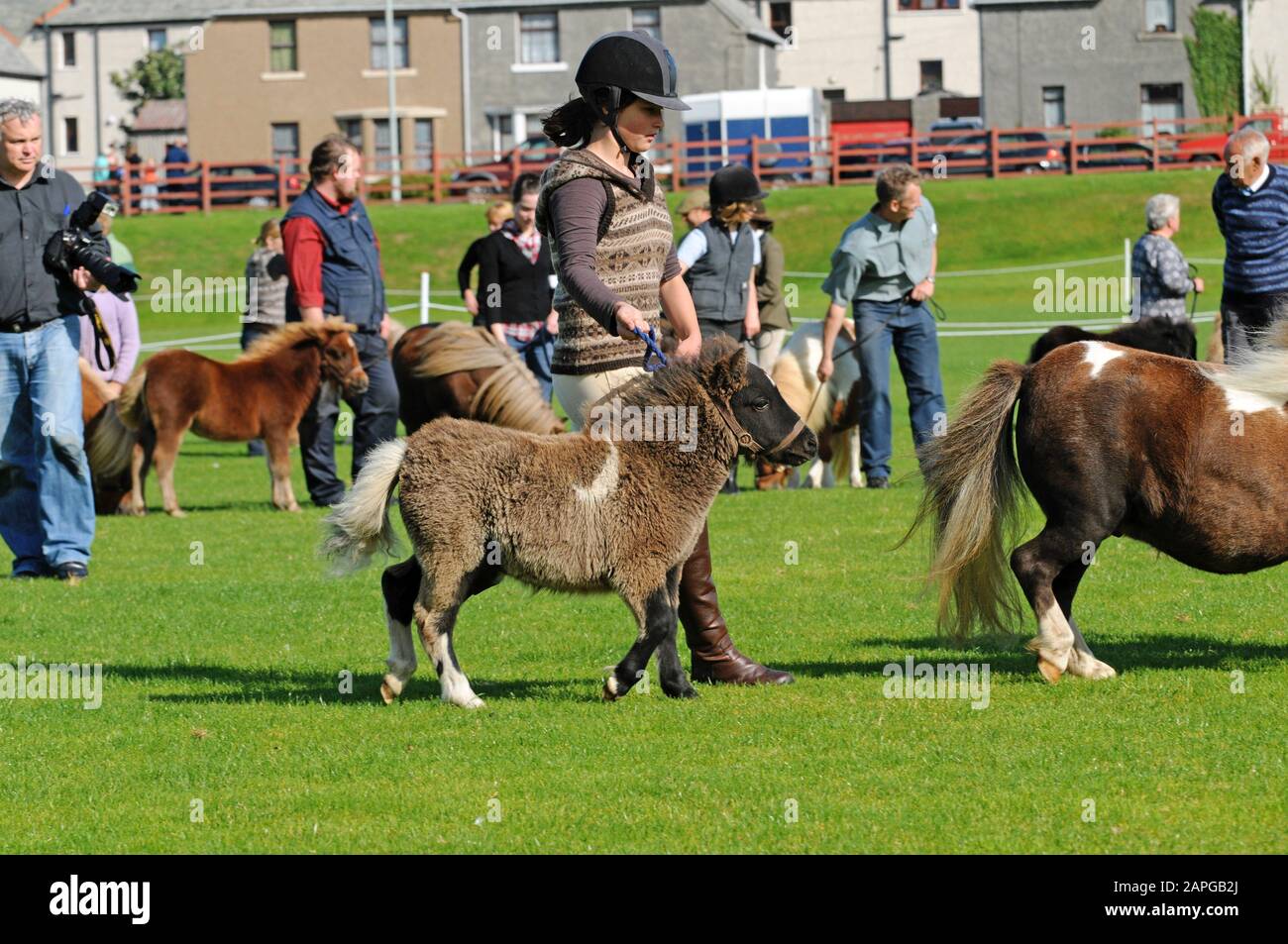 Shetland ponies isle of shetland hi-res stock photography and images ...