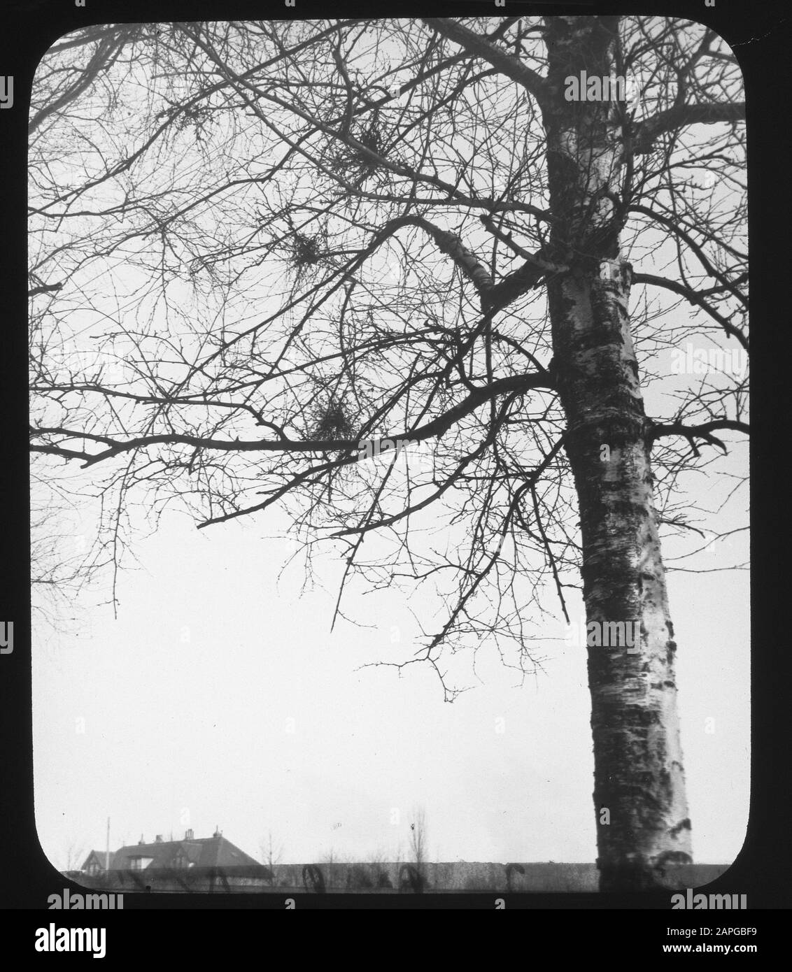 Birch with witch broom Date: undated Keywords: trees, higher plants, damage, fungi Personal name: Exoascus betulini Stock Photo