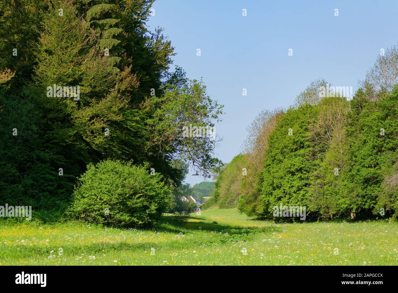 Grassy field with green trees under a blue sky at daytime Stock Photo ...