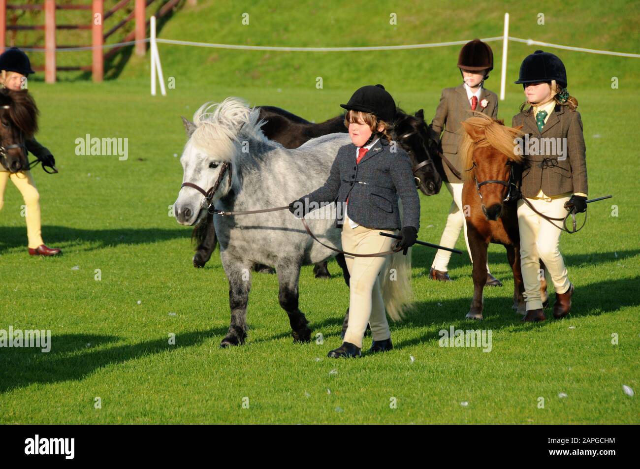 Shetland ponies isle of shetland hi-res stock photography and images ...