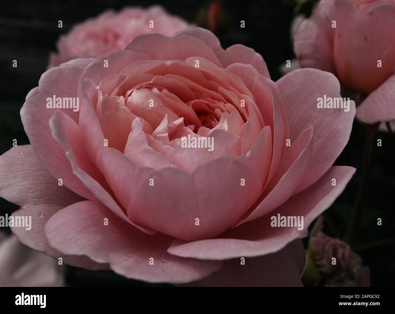 Rose queen of sweden hi-res stock photography and images - Alamy