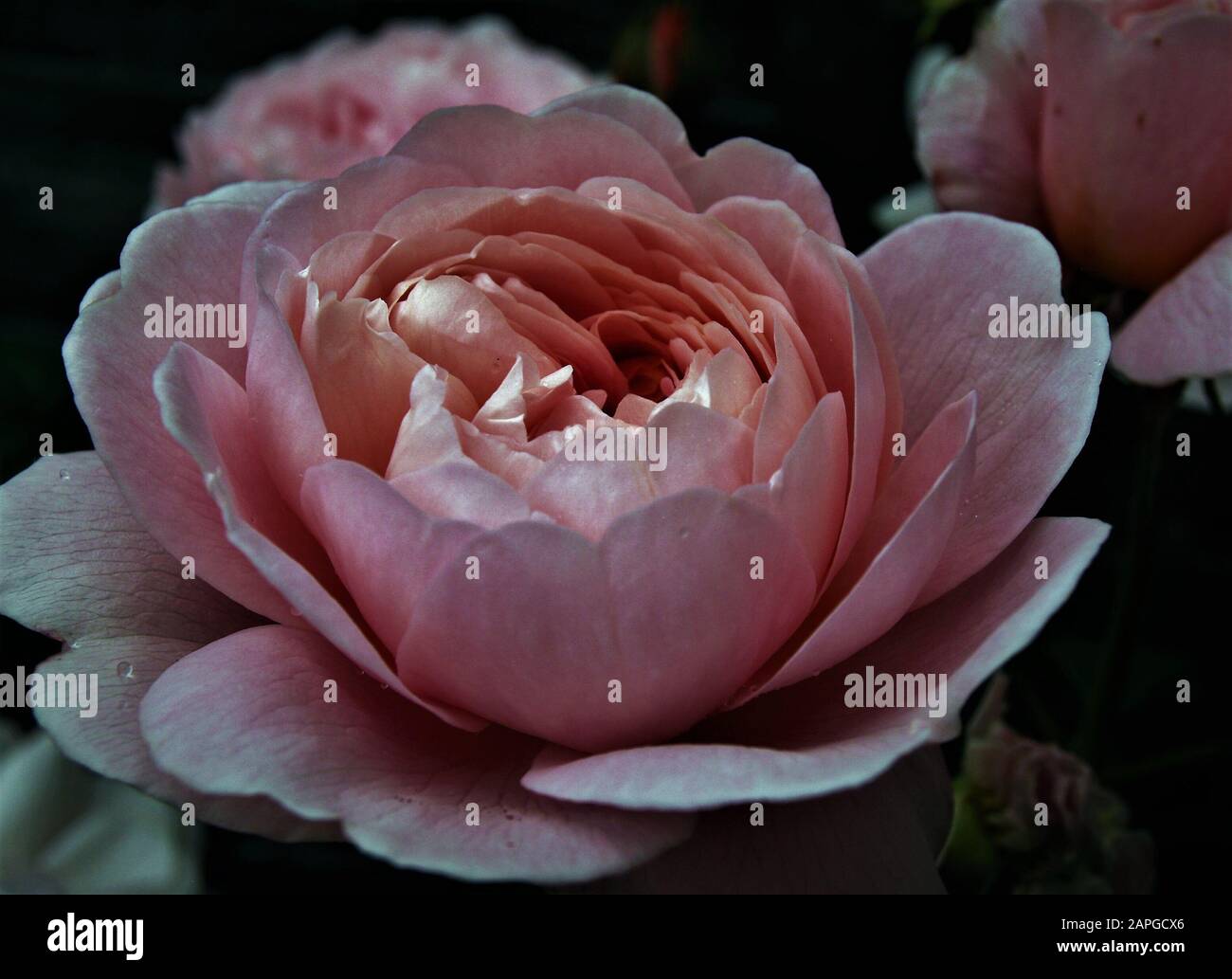 QUEEN OF SWEDEN rose - David Austin, 2004. English rose, close up, pale pink; English Shrub Rose Stock Photo