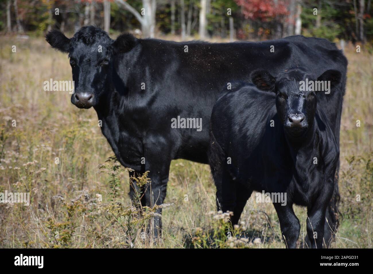 Cattle closeup on farm in Northern Ontario Stock Photo Alamy