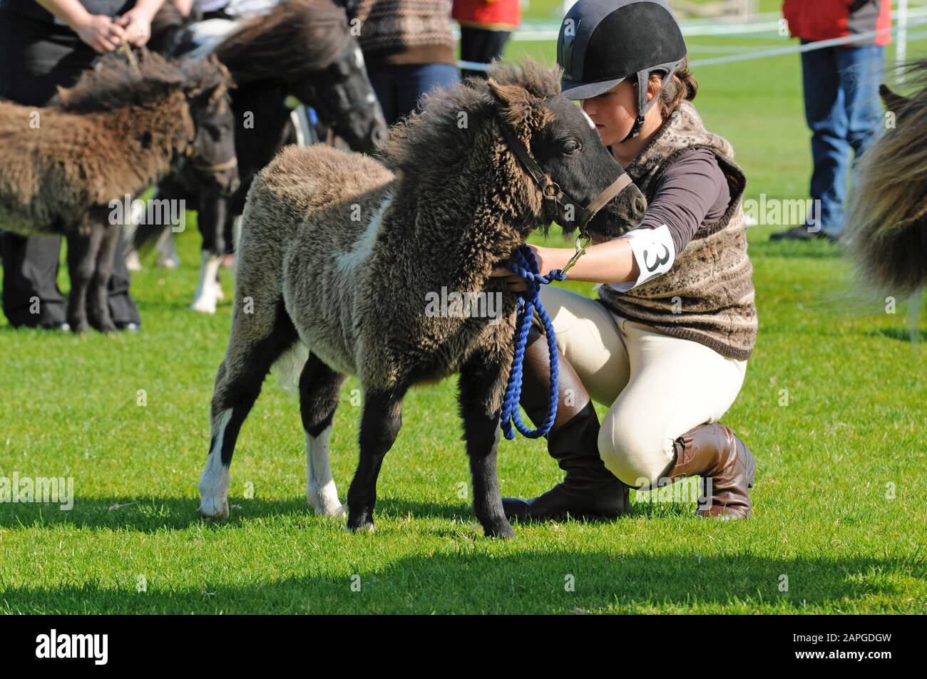 Shetland ponies isle of shetland hi-res stock photography and images ...