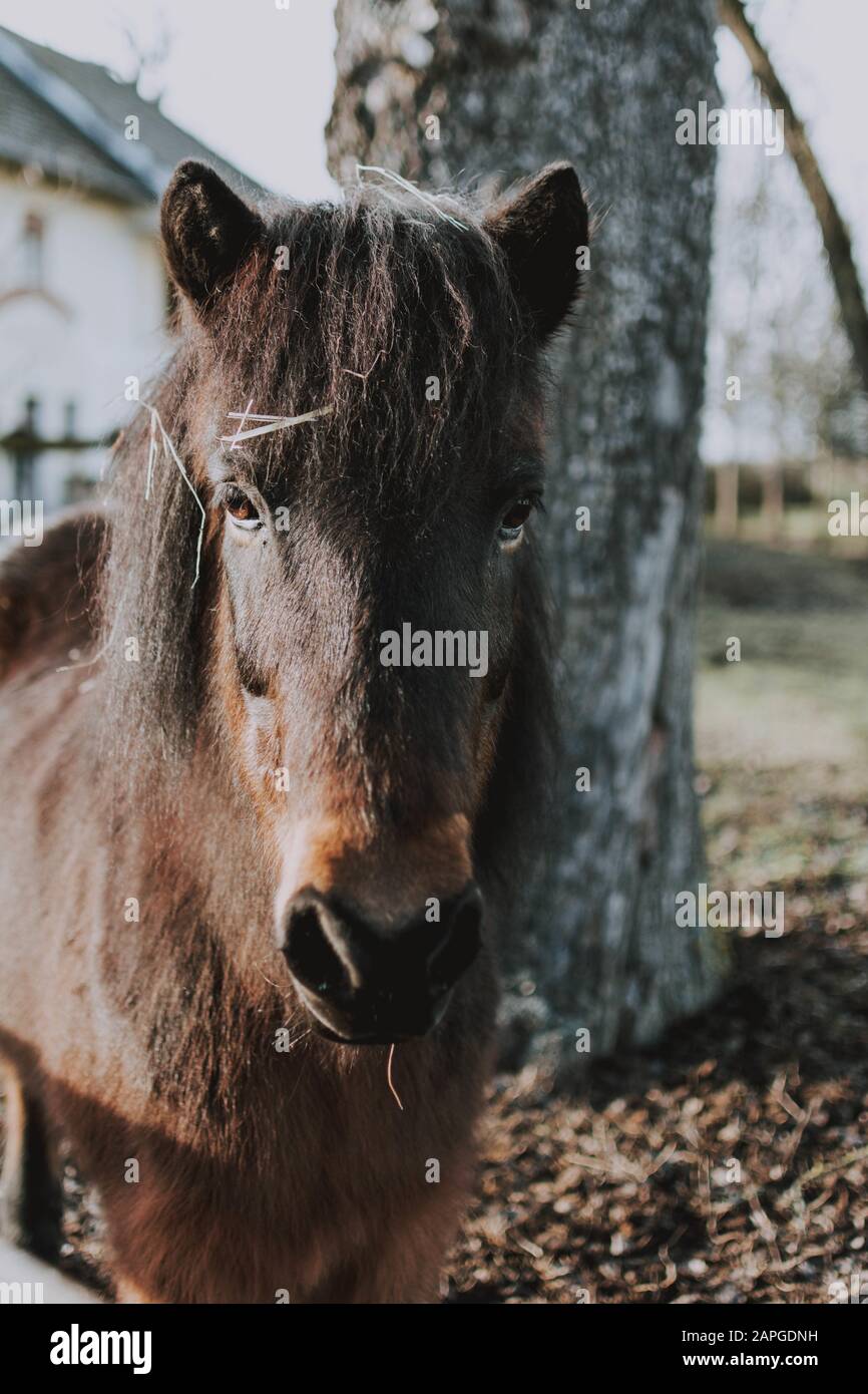 Dark brown horse standing in front of a white house and a tall tree Stock Photo