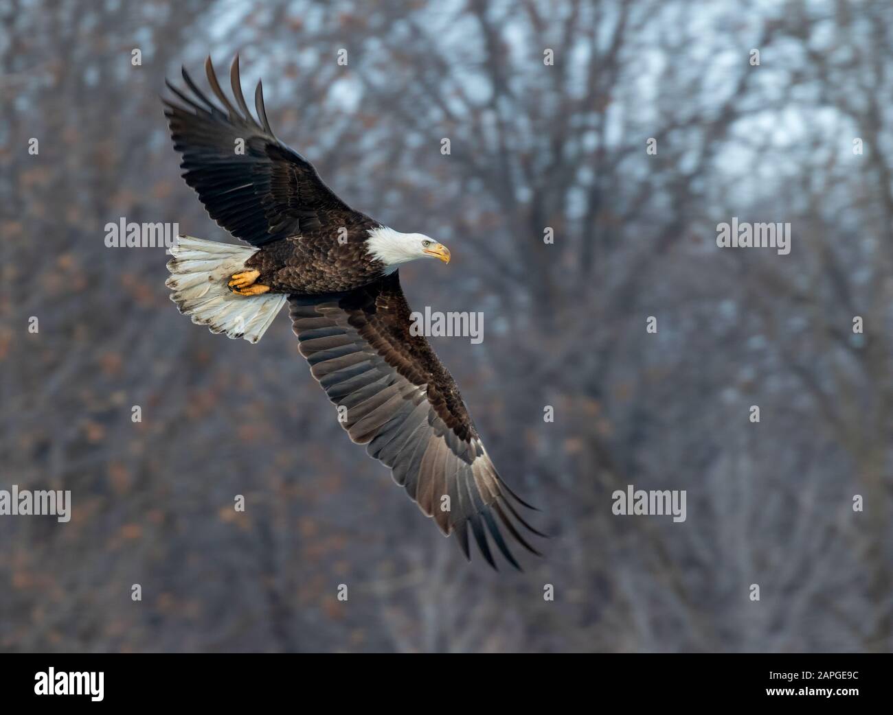 Bald eagle (Haliaeetus leucocephalus) flying through winter forest, Saylorville, Iowa, USA Stock Photo